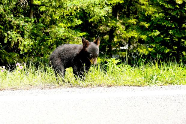 36569237_10217015884297739_6093872729696501760_o